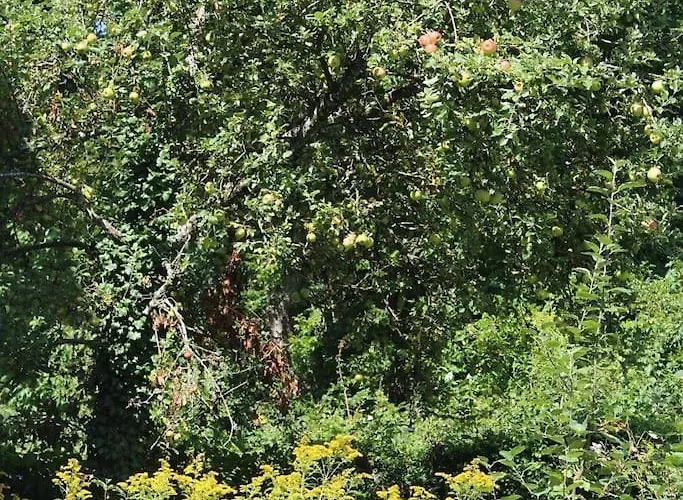 Traumwohnung Mit Eigenem Garten Apartament *